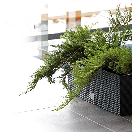 Prosperplast Rato Case DRTC500 S433 antacitni vrtni posud za biljke od ratana