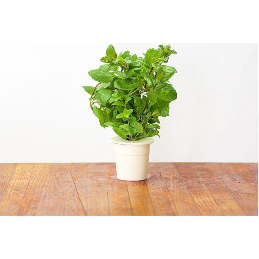 Semințele Smart Garden pentru grădina de acasă - menta