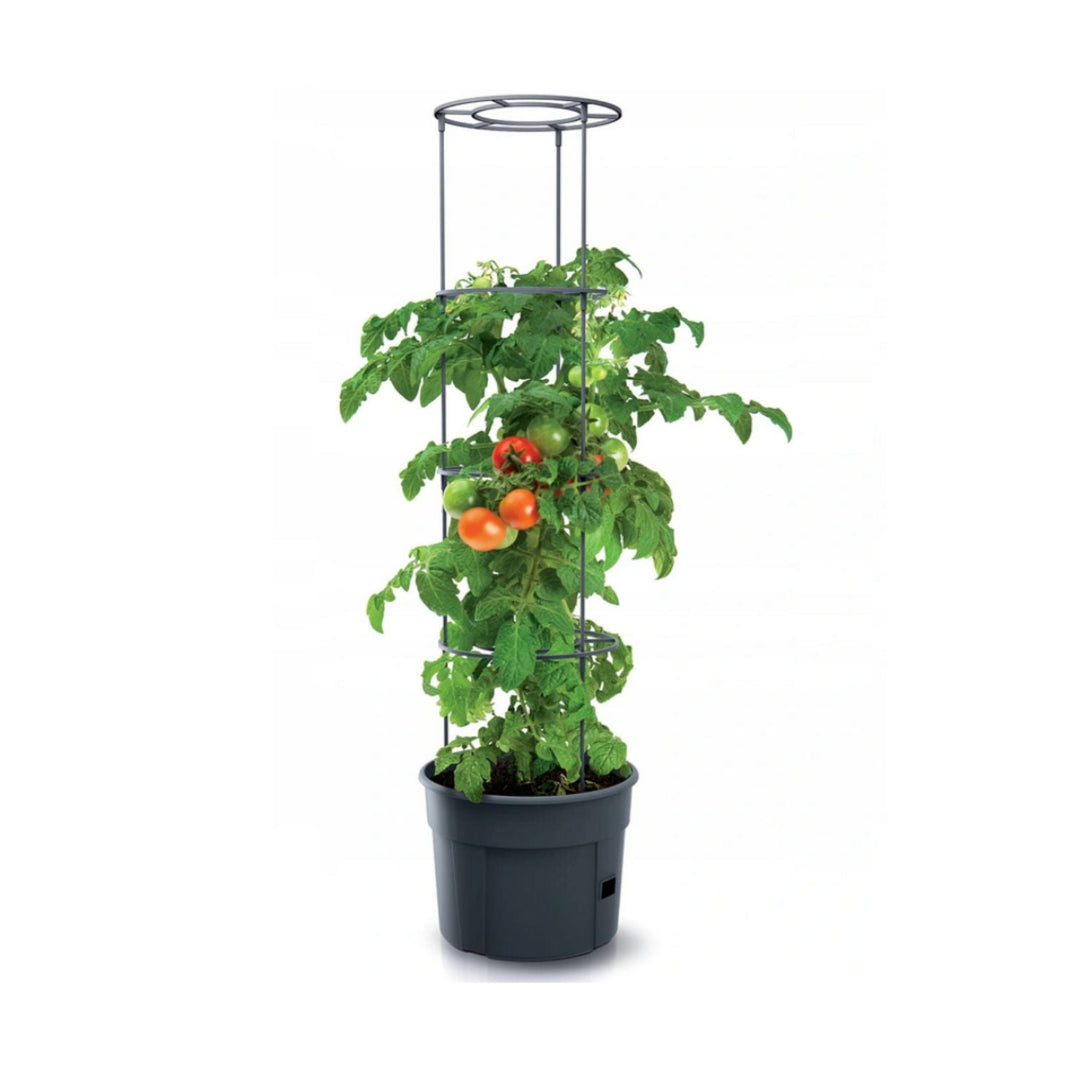 Saksija za uzgoj rajčica Tomato Grower IPOM400