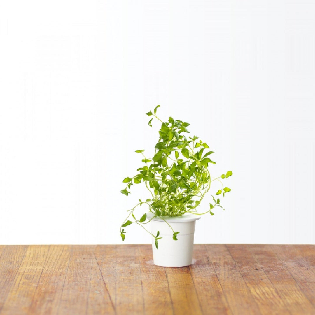 Capsulă de substrat pentru semințe de plante pentru interior Click &amp; Grow - Smart Garden - Set de 3 Oregano