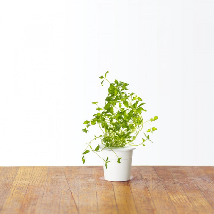 Capsulă de substrat pentru semințe de plante pentru interior Click &amp; Grow - Smart Garden - Set de 3 Oregano