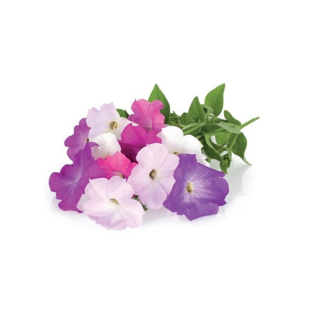 Capsulă de substrat pentru semințe de plante pentru interior Click &amp; Grow - Smart Garden - Set de 3 Petunia