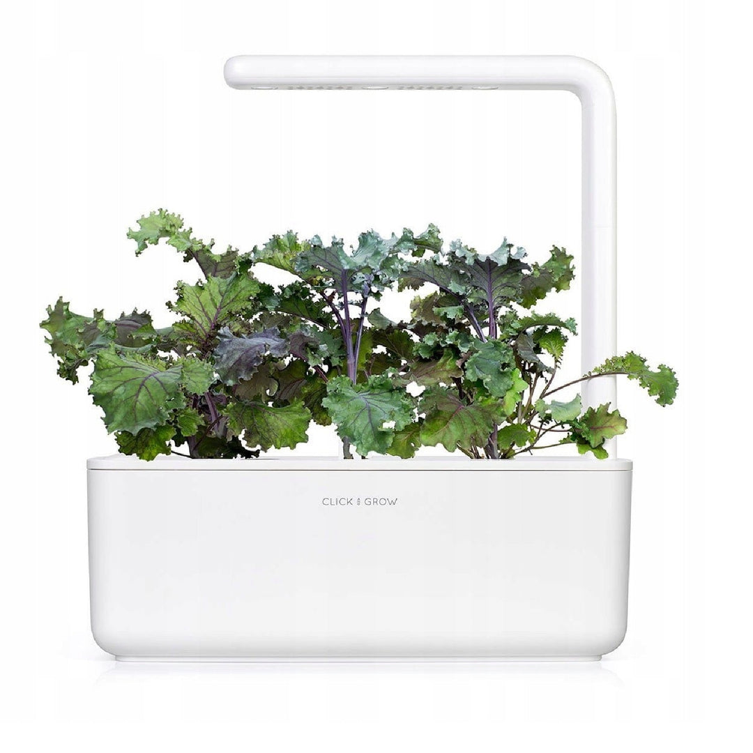 Semințe de plante Substrat Capsulă pentru interior Click &amp; Grow - Smart Garden - Set de 3 varză roșie