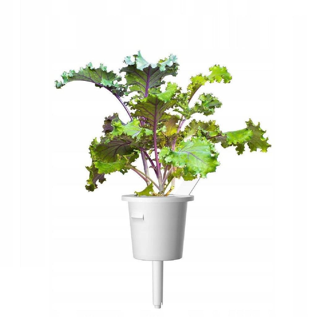 Semințe de plante Substrat Capsulă pentru interior Click &amp; Grow - Smart Garden - Set de 3 varză roșie