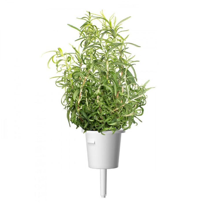 Capsulă de substrat pentru semințe de plante pentru interior Click &amp; Grow - Smart Garden - Set de 3 rozmarin